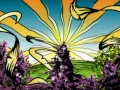 2am - Slightly Stoopid