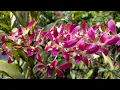 Download Lagu Lautan anggrek di Solo Festival #fsfr #dendrobium #greenhouse #orchid #anggrek #solo 