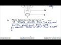 BIOLOGY - HUMAN URINARY SYSTEM EXAM QUESTIONS