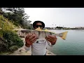 FISHING CARLSBAD LAGOON WHITE SEABASS HALIBUT