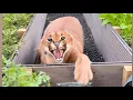 Pumba s most dangerous hisses