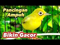 Download Lagu JOS KECIAL KUNING GACOR PANCINGAN AMPUH BIKIN GACOR