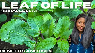 discover miracle leaf benefits u0026 uses of leaf of life miracle leaf