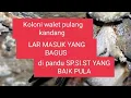 RBW KOLONI BESAR LAR BAGUS SP ST SI TERBAIK
