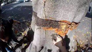 El Mata Árboles Vs Los Buenos