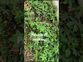 Download Lagu Pesona 17 Jeruklegi, Katongan, Nglipar, Gunungkidul, Yogyakarta #viralvideo #sorotan #reels