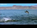 manta rays displaying supernatural powers