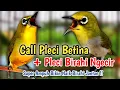 Download Lagu SUARA PLECI NGECIR + CALL PLECI BETINA BIKIN BIRAHI NAIK Terapi pleci buka paruh