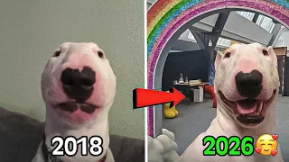 Where Are the legendary Dog Memes Now Then vs Now