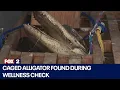 Wellness check in Detroit leads to alligator discovery