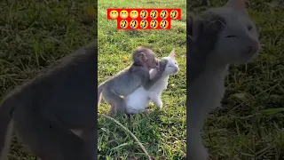 ماذا فعل القرد مع القط اشتراك بالقناة من فضلك 