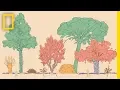 A Forest Garden With 500 Edible Plants Could Lead to a Sustainable Future Short Film Showcase