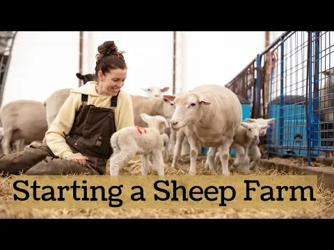 Download MP3 How We Started Our Sheep Farm FROM SCRATCH!! (\u0026 Tips For Beginners):Vlog 161