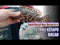 Download Lagu Laut Surut dan Bergelora, Strike Kerapu Macan | Family Fishing Adventure