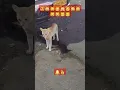 Download Lagu 😺@funny @cat 🐈 #video 🙀😺😽😽#new #kid's #comedy #funny #cat #catvideos #wildcats #fun #shorts #short #