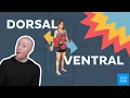 Dorsal vs Ventral What s the difference in anatomy
