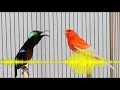 Suara burung Kolibri ninja vs kenari masteran paling di sukai kicau mania