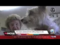 Pet stores banned from selling dogs or cats