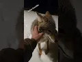 Download Lagu FREE FOREST PUPPY!🐺 #coyote #weavethecoyote #wildlife #nature #new #cute #animals #snow #wolf