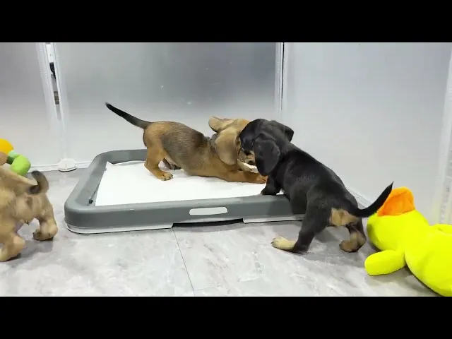 動画