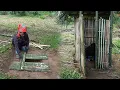 Download Lagu Alone in the Wild – Off-Grid Single Mom Builds Bamboo Toilet Without Spending a Dime