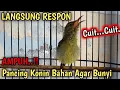 Download Lagu CUITAN KONIN GACOR, PANCINGAN KONIN AGAR BUNYI, KONIN IJOAN BELAJAR BUNYI, KELAS KICAU #2