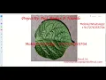 Python Code for Potato Leaf Disease Using Neural Network CNN With Source Code