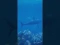 Download Lagu De grootste baas van de oceaan: weetje over de grote witte haai!