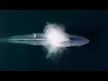Drone Captures Epic Blue Whale Sneeze