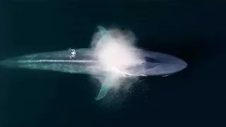 Drone Captures Epic Blue Whale Sneeze