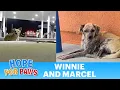 Dog rescue takes a weird turn in the middle of the night