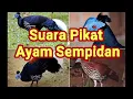 Suara Pikat Ayam Sempidan