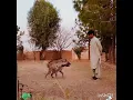 Download Lagu Striped Hyena in Pakistan
