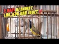 Download Lagu Update sogon hasil pikat‼️Ternyata buat sogon bunyi itu mudah👍😁