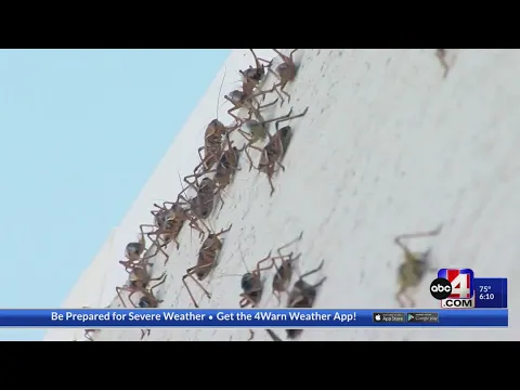 Download MP3 ‘Worst I have ever seen it’: Mormon crickets march on northern Nevada town