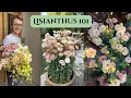 Everything You Need To Know About Growing Lisianthus Flowers