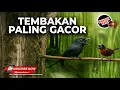 Lagu Masteran Tembakan Paling Gacor Kasar Kasar dan Panjang Srigunting Abu Abu vs Tepus Kepala Abu