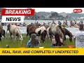 Lagu Wild Horses Swim to the Auction -  $1 Million Chincoteague Pony Auction (EMOTIONAL)