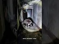 Download Lagu The spider mutation in Chernobyl is horrifying #spider #creepy #scary