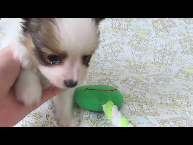 動画