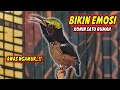 Lagu PANCINGAN KONIN GACOR FULL ISIAN ROLL TEMBAK MEWAH !! MASTERAN KOLIBRI NINJA BAHAN AGAR CEPAT EMOSI