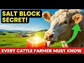 The Salt Block Secret Every Cattle Farmer Must Know