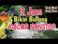 BIKIN GACOR NONSTOP‼️ 3 Jam Terapi Burung Stres \u0026 Macet Bunyi 