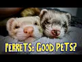 Ferrets As Pets The PROS CONS
