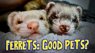 Ferrets As Pets The PROS CONS