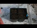 how to start Nigella from seed, how to grow nigella from seed, what do nigella seedlings look like