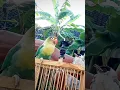 Download Lagu burung burung manja ‼️#animals #menjinakanburung