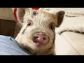 Woman adopts a pig And now she says they re smarter than dogs
