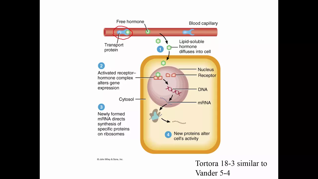 Introduction to endocrinology 5116