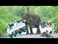 Download Lagu World Most heartbreaking encounter Elephant Attack On a forest road